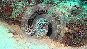 Spotted Moray Eel on background of clean clear seabed underwater in Maldives.