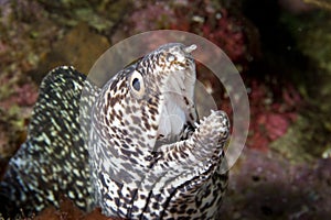 Spotted Moray Eel close-up