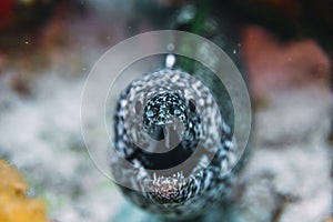 spotted moray eel close up whit the mouth open