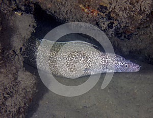 A Spotted Moray Eel (Gymnothorax moringa) in Florida