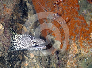 A Spotted Moray Eel (Gymnothorax moringa) in Florida