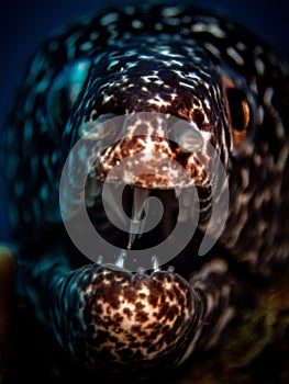 Spotted moray eel (Gymnothorax moringa) mouth gaping open in the Carribbean, Roatan, Bay Islands, Honduras