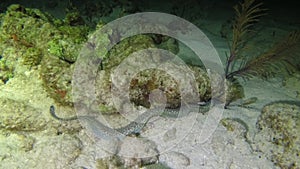 Spotted moray eel hunting for food - Underwater scene