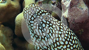 Spotted Moray Eel Macro Close Up In Colorful Coral Reef Looking Angry In Cook Islands