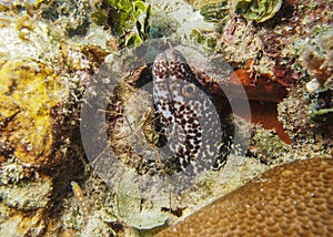 Spotted Moray Eel - Roatan, Honduras