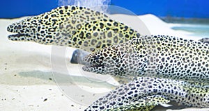 Moray eel
