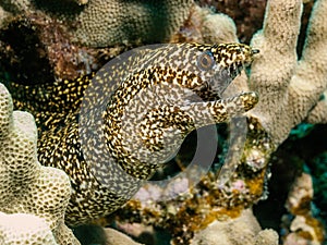 Spotted moray; Gymnothorax isingteena