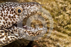 Spotted moray; Gymnothorax isingteena