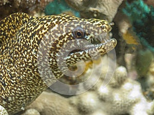 Spotted moray,Gymnothorax moringa