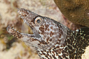 Spotted Moray (Gymnothorax moringa) - Bonaire