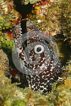 Spotted Moray (Gymnothorax moringa) - Cozumel, Mex