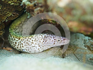 Spotted moray, Gymnothorax moringa. CuraÃ§ao, Lesser Antilles, Caribbean