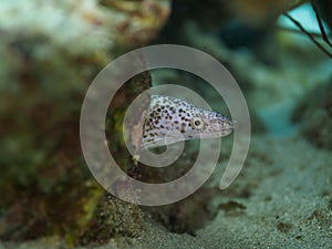 Spotted moray, Gymnothorax moringa. CuraÃ§ao, Lesser Antilles, Caribbean