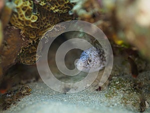 Spotted moray, Gymnothorax moringa. CuraÃ§ao, Lesser Antilles, Caribbean