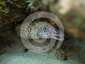 Spotted moray, Gymnothorax moringa. CuraÃ§ao, Lesser Antilles, Caribbean