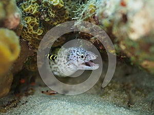 Spotted moray, Gymnothorax moringa. CuraÃ§ao, Lesser Antilles, Caribbean