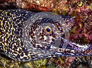 spotted moray,Gymnothorax moringa i