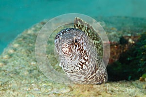 Spotted Moray Hiding in Wrecked Airplane Fuselage