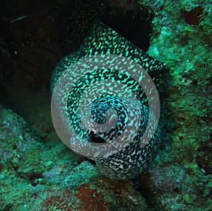 Spotted Moray showing his teeth