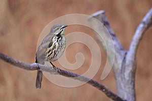 Spotted morning thrush