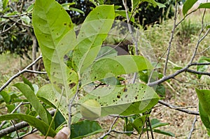 Spotted Mountain Soursop Leaves