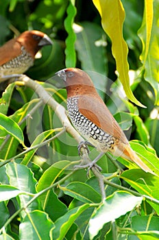 Spotted munia