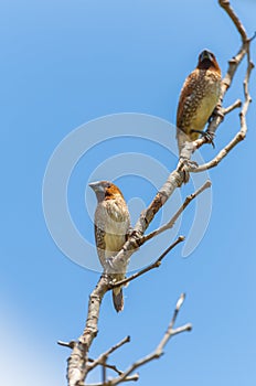 Spotted munia (Lochura punctulata)