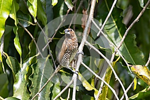 Spotted munia, Lonchura punctulate, in a tree