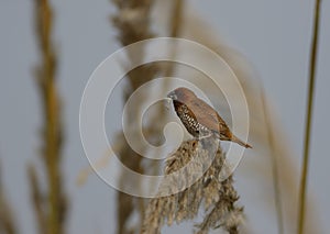 Spotted munia