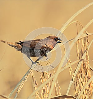 A spotted munia or scaly breasted munia or lonchura punctulata or nutmeg mannikin is perching on a sheaf of paddy