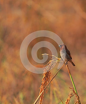 A spotted munia or scaly breasted munia or lonchura punctulata or nutmeg mannikin is perching on a sheaf of paddy