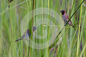 Spotted munia standing in the grass