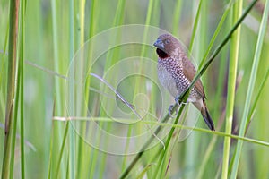 Spotted munia standing in the grass