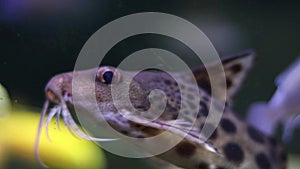 Spotted mustachioed fish swims in front of glass in an aquarium or aquarium underwater and spins in front of the camera