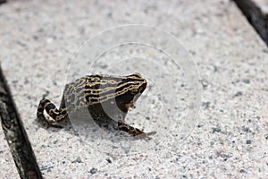 Spotted Narrow-mouthed Frog Kalophrynus interlineatus in Hong Kong Wetland Park