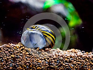 Spotted nerite snail Neritina natalensis eating algae from the fish tank glass photo