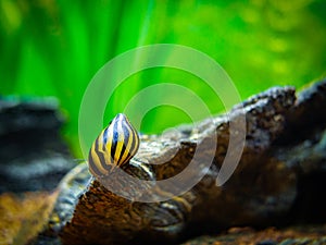 Spotted nerite snail Neritina natalensis eating on a rock in a fish tank