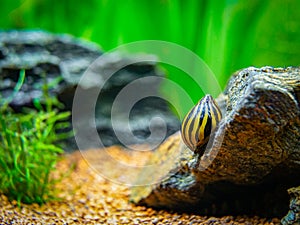 Spotted nerite snail Neritina natalensis eating on a rock in a fish tank