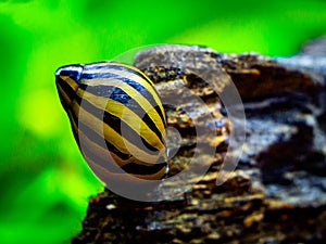 Spotted nerite snail Neritina natalensis eating on a rock in a fish tank