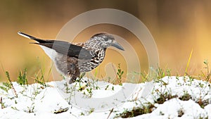 Spotted nutcracker looking for food on gorund in winter