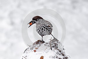 Spotted Nutcracker Nucifraga caryocatactes with a nut in her beak