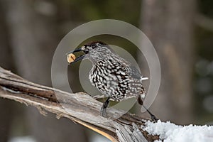 Spotted Nutcracker Nucifraga caryocatactes in winter forest