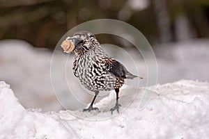 Spotted Nutcracker Nucifraga caryocatactes in winter forest