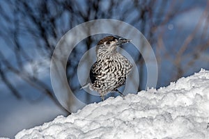 Spotted Nutcracker Nucifraga caryocatactes in winter forest