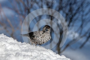 Spotted Nutcracker Nucifraga caryocatactes in winter forest