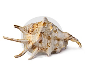 Spotted ocean conch studio photo isolated