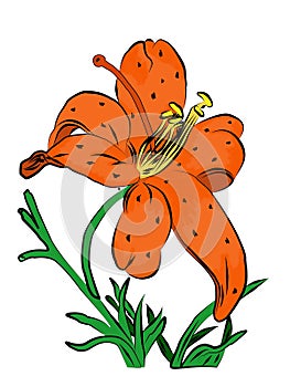 Spotted orange Lily