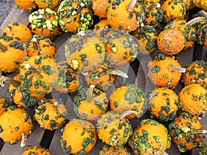 Spotted Orange Ornamental Gourds