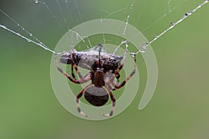 Spotted Orb Weaver Spider devouring a Spotted Lantern Fly Trapped in its Web photo