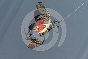 Spotted Orb Weaver Spider with Spotted Lantern Fly Trapped in its Web